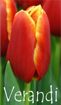 Verandi - бокал с переходом от красного в желтый оттенок. Крупный цветок до 50 см.